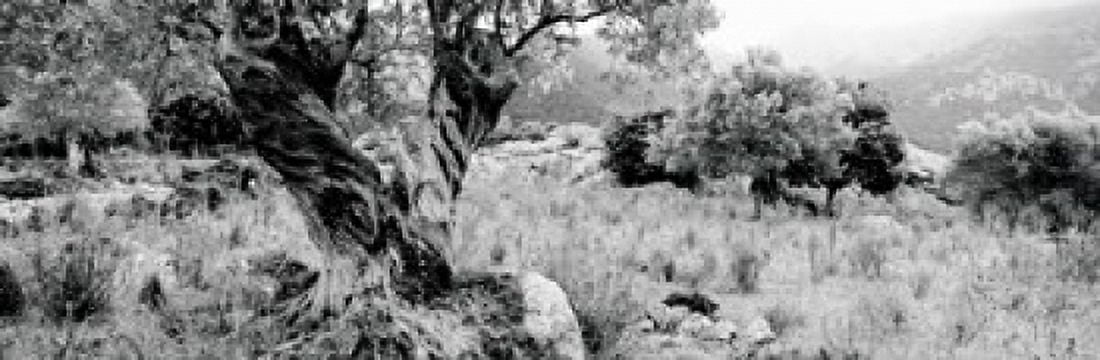 Olive Grove Majorca Balearic Islands Spain Canvas Art - Panoramic Images (18 x 6)