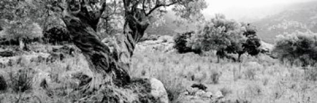 Olive Grove Majorca Balearic Islands Spain Canvas Art - Panoramic Images (36 x 12)