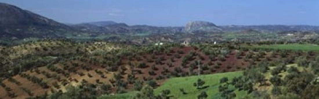 Olive Groves Andalucia Spain Canvas Art - Panoramic Images (18 x 6)