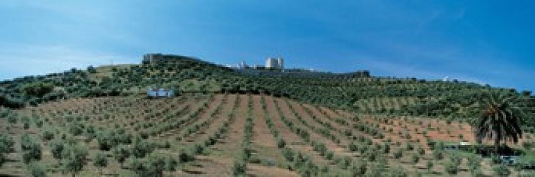 Olive Groves Evora Portugal Canvas Art - Panoramic Images (18 x 6)