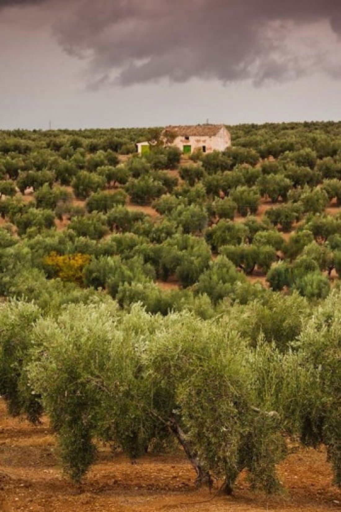 Olive Groves Jaen Spain Canvas Art - Walter Bibikow DanitaDelimont (18 x 24)