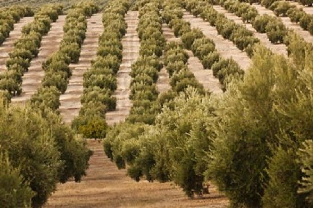Olive Groves Jaen Spain Canvas Art - Walter Bibikow DanitaDelimont (19 x 12)