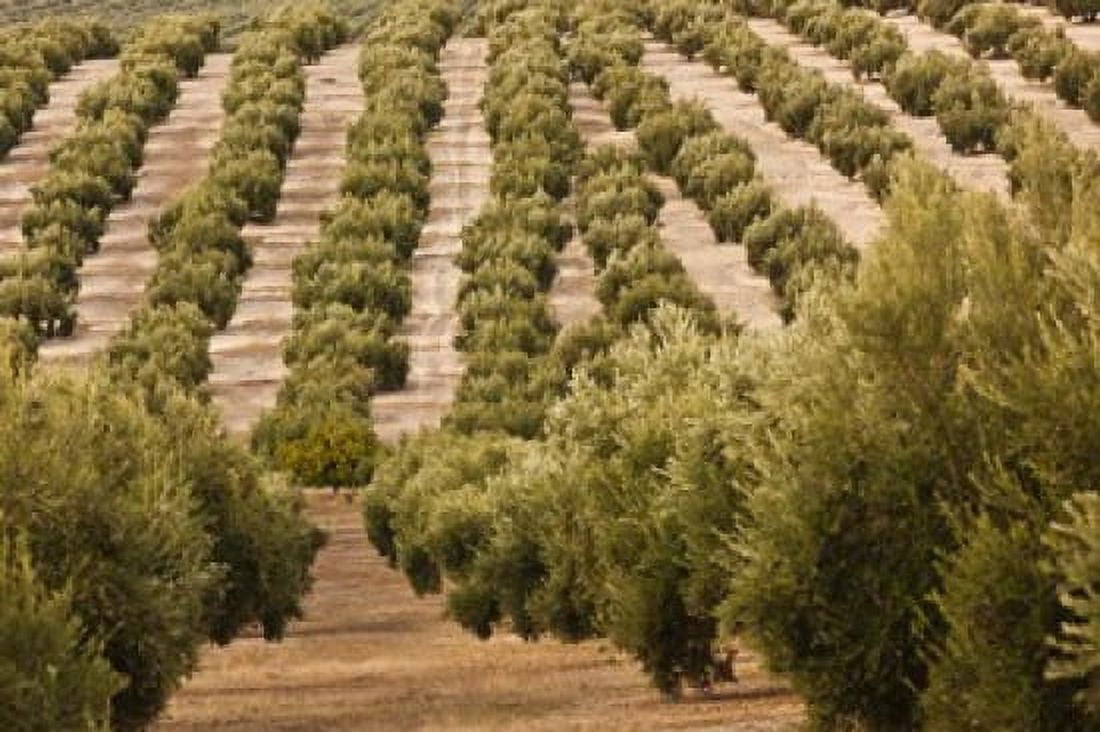 Olive Groves Jaen Spain Canvas Art - Walter Bibikow DanitaDelimont (38 x 25)