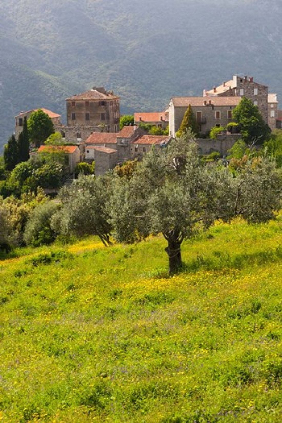 Olive Groves Ste-Lucie de Tallano Canvas Art - Walter Bibikow DanitaDelimont (19 x 28)