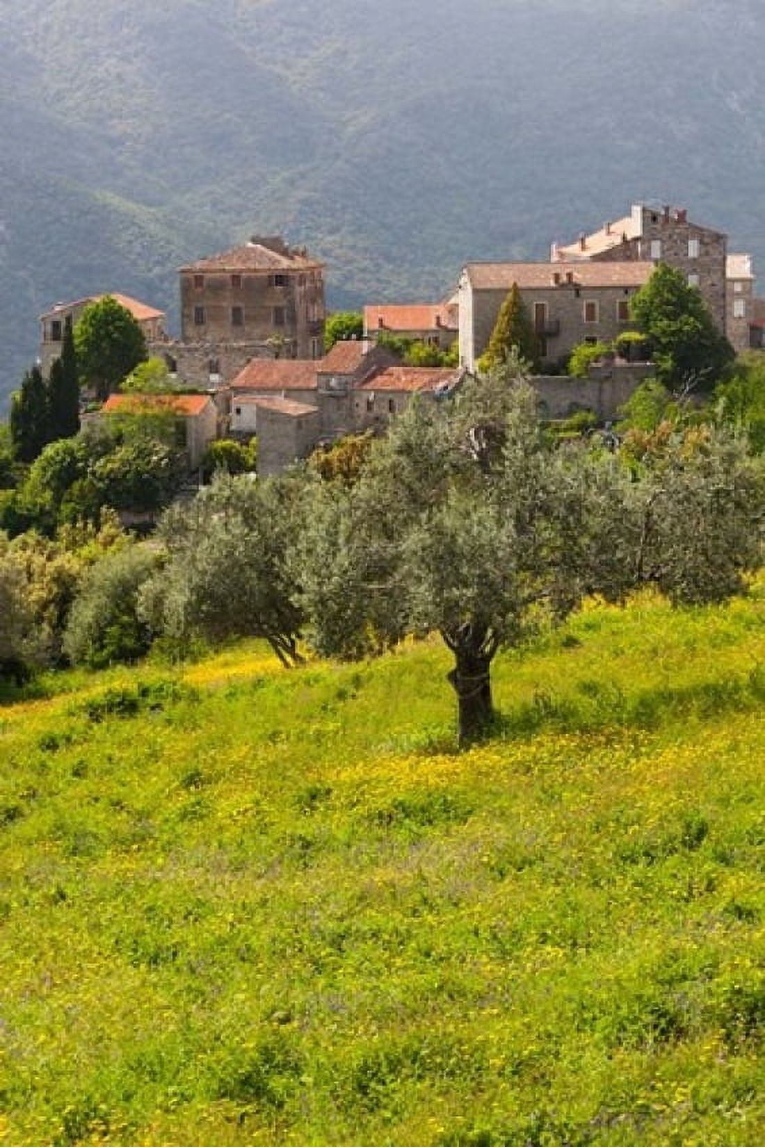 Olive Groves Ste-Lucie de Tallano Canvas Art - Walter Bibikow DanitaDelimont (24 x 36)