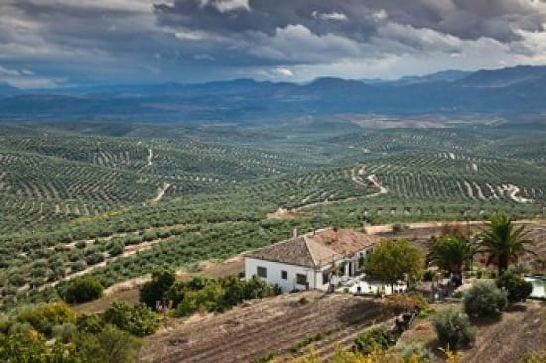 Olive Groves Ubeda Spain Canvas Art - Walter Bibikow DanitaDelimont (19 x 12)