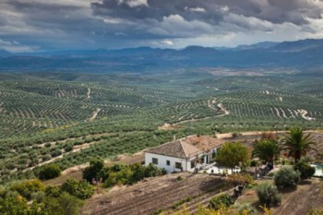 Olive Groves Ubeda Spain Canvas Art - Walter Bibikow DanitaDelimont (38 x 25)