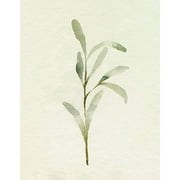 Olive Leaves I Poster Print - Emma Caroline (24 x 36)