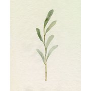Olive Leaves II Poster Print - Emma Caroline (18 x 24)