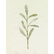 Olive Leaves III Poster Print - Emma Caroline (24 x 36)