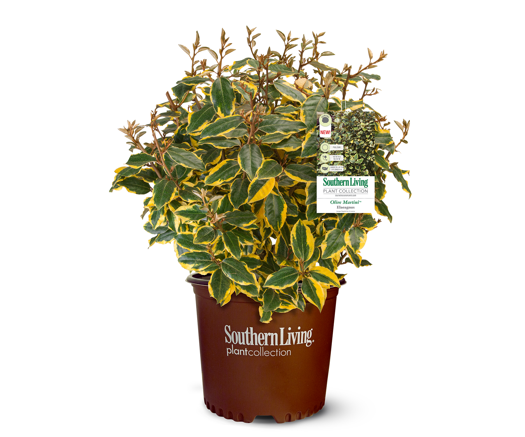 Olive Martini Elaeagnus (2 Gallon) Variegated Evergreen Shrub with Yellow and Green Foliage - Full Sun Live Outdoor Plant - Southern Living Plant Collection