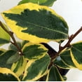 thumbnail image 1 of Olive Martini™ Olive Plant - 4" pot -Indoor/Out-Eleagnus x ebbengii, 1 of 3