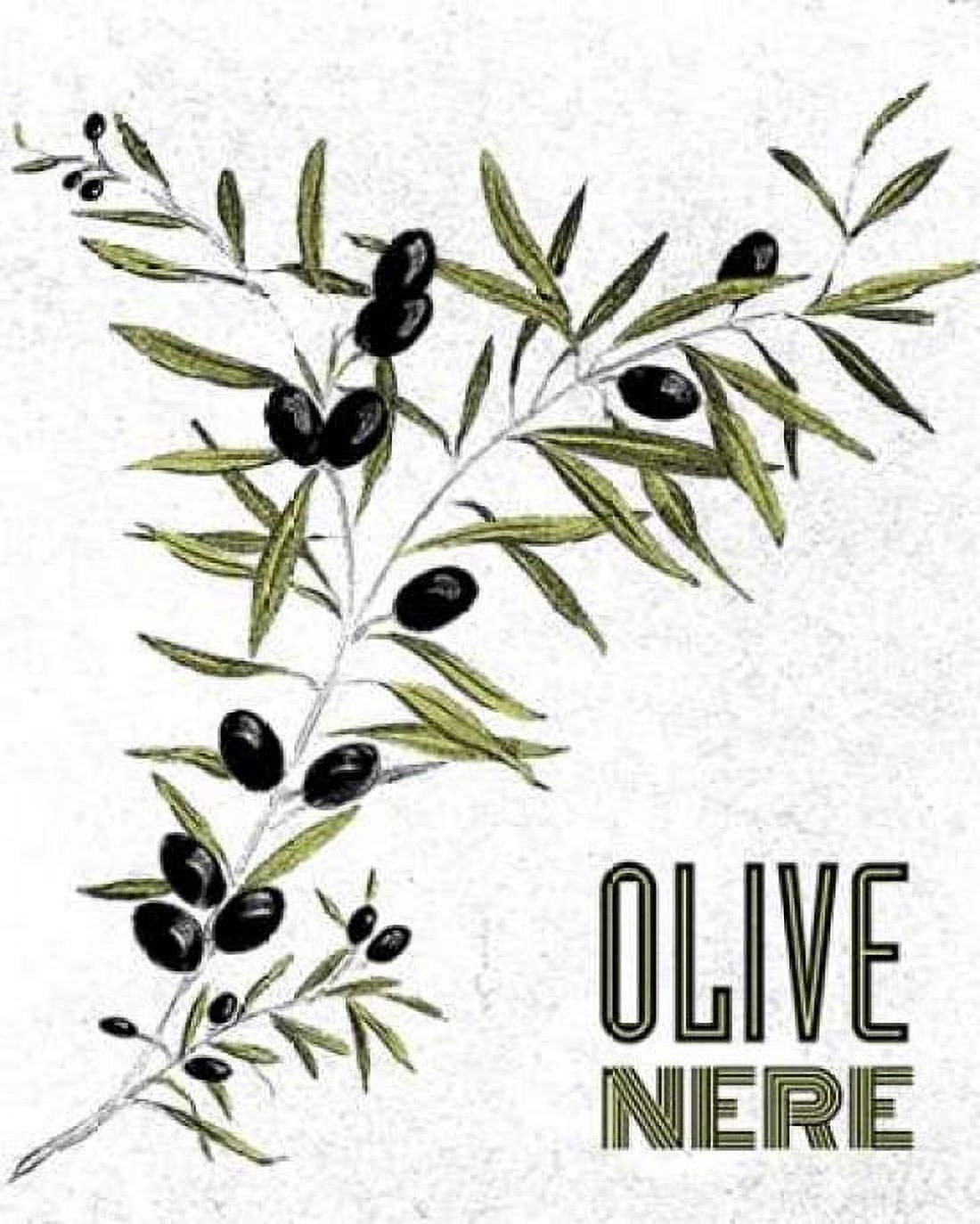 Olive Nere Canvas Art - Linda Baliko (24 x 30)