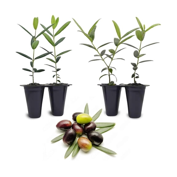 Olive Tree Arbequina (4 Pack) Real Olea Europaea Great Gift for Celebrations | Grow Your own Food on Your Edible Organic Garden| Edible Fruit Plant Live for Planting|