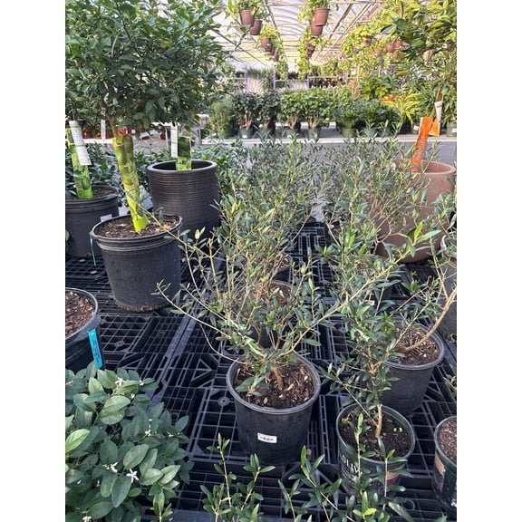 Olive Tree-Assorted-Ideal for Gardens  10" Pot