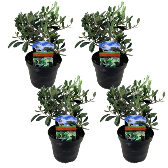 Olive Tree-Assorted-Ideal for Gardens  10" Pot