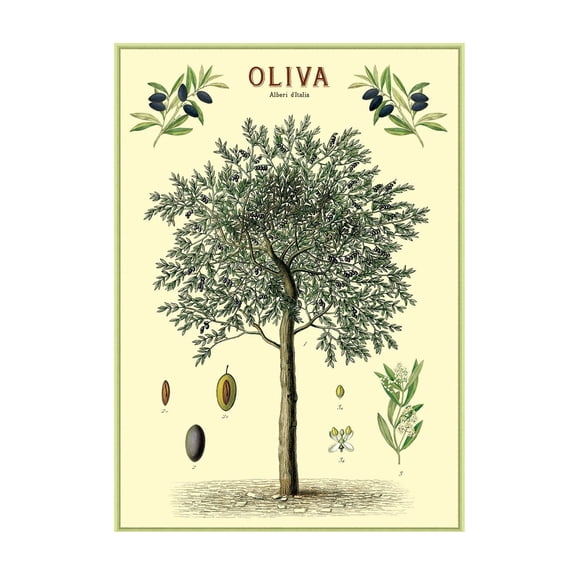 Olive Tree Cavallini Vintage Poster Archival Paper, Vintage Wall Print - Choose from Multiple Designs! , Poster Print Only