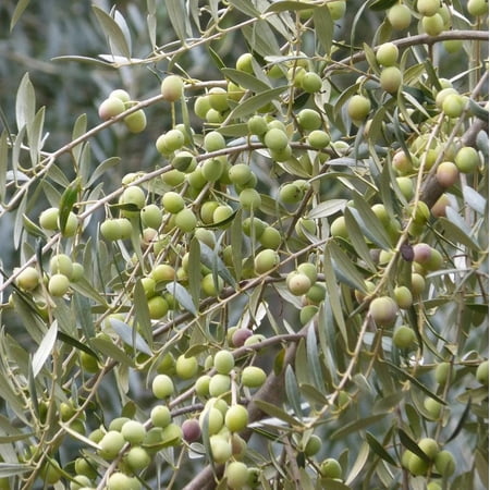Olive Tree Plant 4-7" Tall for Planting, Arbequina Olive Tree - Live Olive Tree Plant - Olea Europea Tree