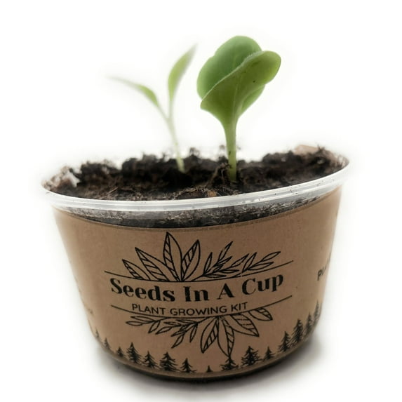 Seeds In A Cup® Olive Tree Seed Starter Grow Kit