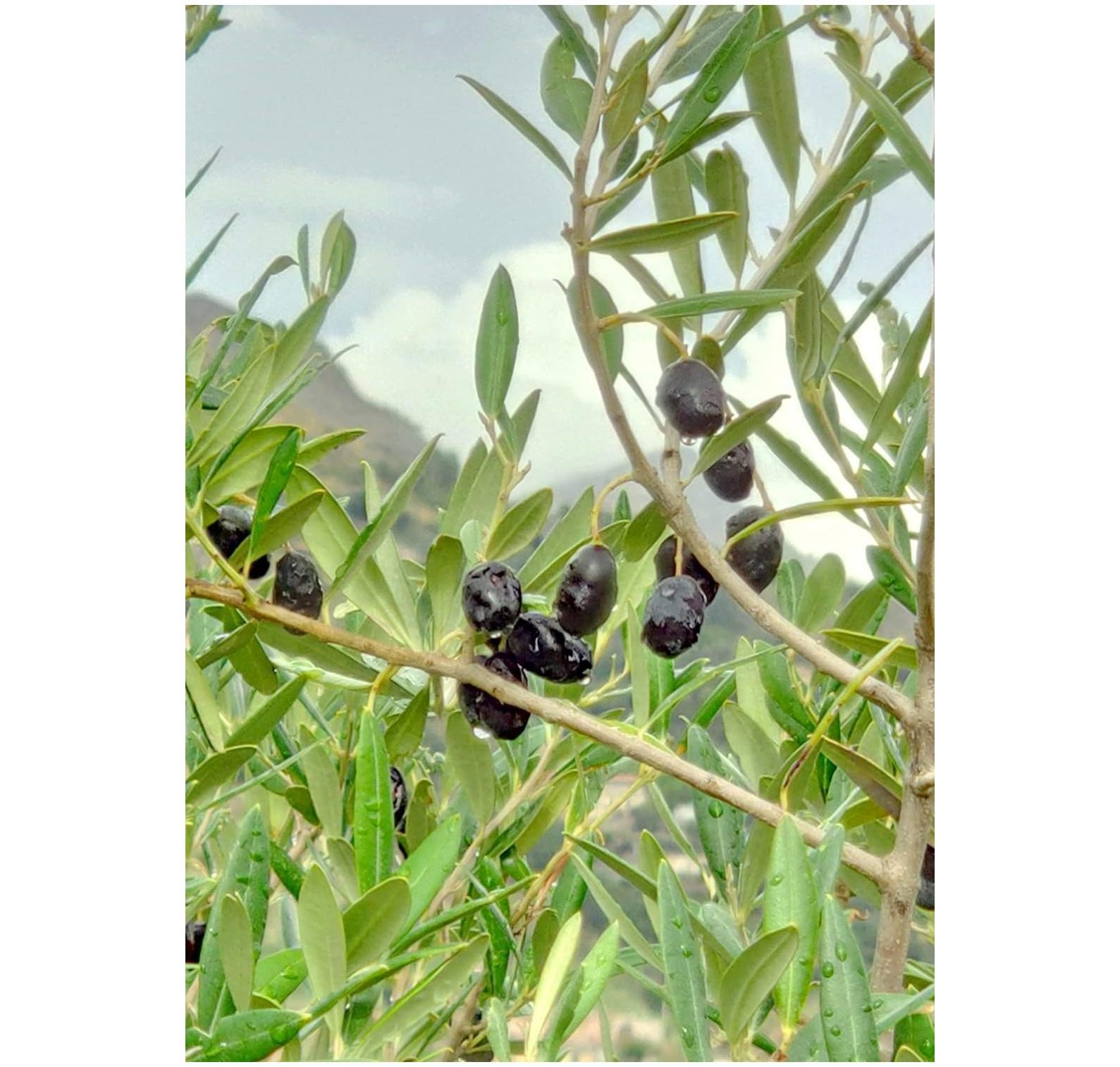 Olive Tree Seeds for Planting 25 Seeds Olea europaea