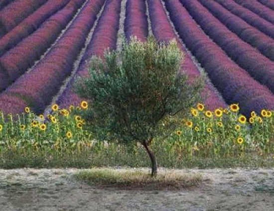 Olive Tree in Provence-France Canvas Art - David Clapp (22 x 28)