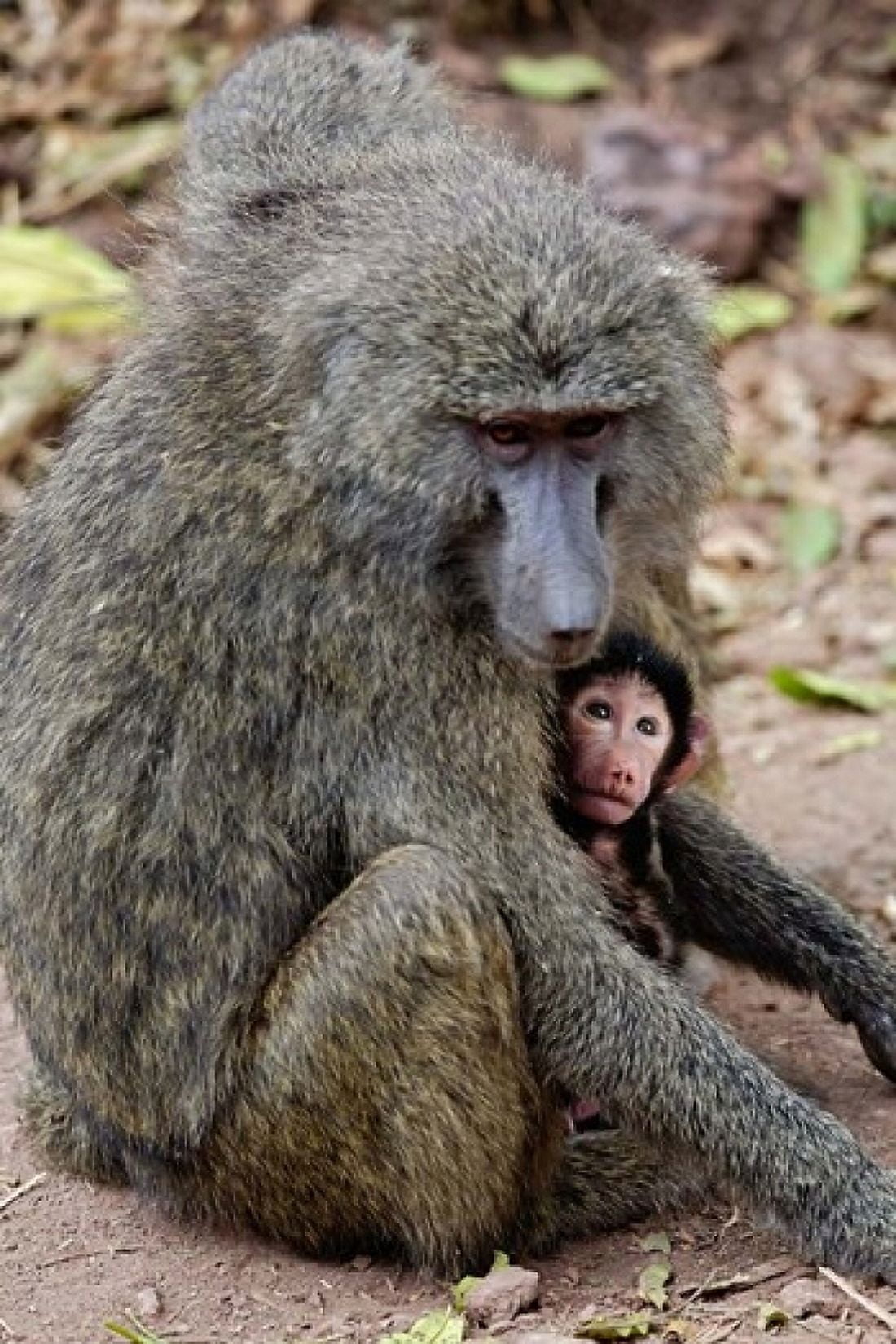 Olive baboon Lake Manyara National Park Tanzania Canvas Art - Adam Jones DanitaDelimont (11 x 17)