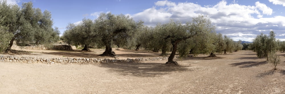 Olive grove Vinaros Province of Castellon Spain Canvas Art - Panoramic Images (36 x 12)