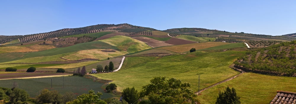 Olive groves Malaga Province Andalucia Spain Canvas Art - Panoramic Images (36 x 12)