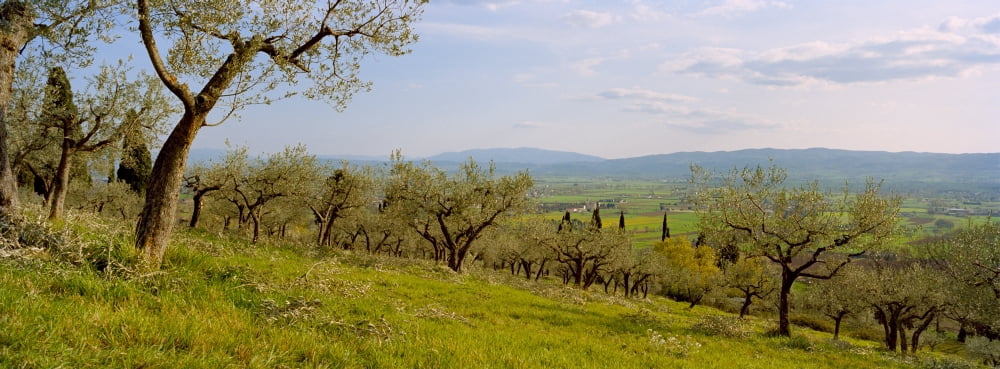 Olive orchard on a landscape Assisi Perugia Province Umbria Italy Canvas Art - Panoramic Images (27 x 9)