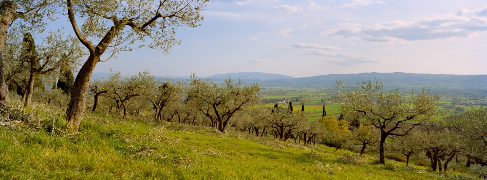 Olive orchard on a landscape Assisi Perugia Province Umbria Italy Canvas Art - Panoramic Images (36 x 12)