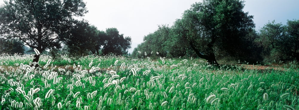 Olive tree plantation in summer Provence-Alpes-Cote dAzur France Canvas Art - Panoramic Images (36 x 12)