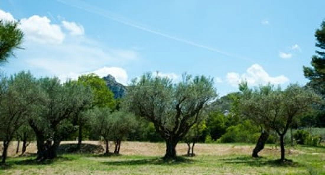Olive trees in front of the ancient Monastere Saint-Paul-De-Mausole St-Remy-De-Provence Provence-Alpes-Cote dAzur France Canvas Art - Panoramic Images (24 x 14)