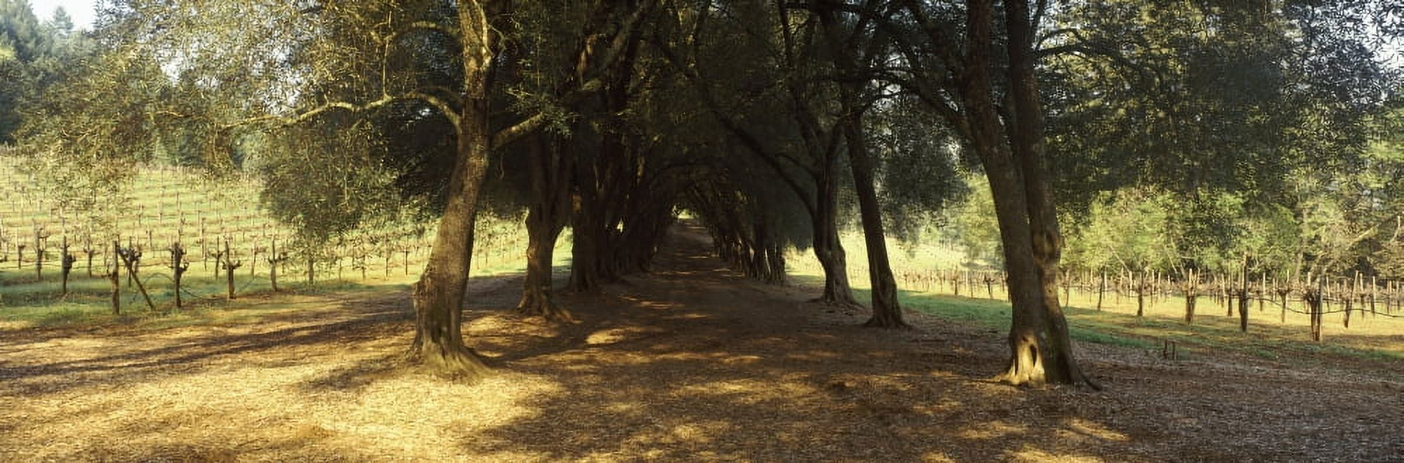 Olive trees in a vineyard Schramsberg Vineyards Calistoga Napa Valley California USA Canvas Art - Panoramic Images (27 x 9)