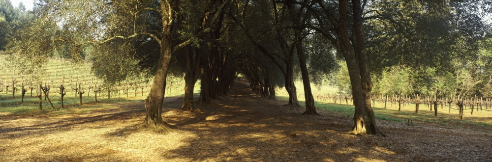 Olive trees in a vineyard Schramsberg Vineyards Calistoga Napa Valley California USA Canvas Art - Panoramic Images (36 x 12)