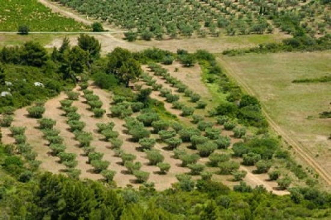 Olive trees in field Les Baux-de-Provence Bouches-Du-Rhone Provence-Alpes-Cote dAzur France Canvas Art - Panoramic Images (36 x 24)