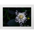 thumbnail image 1 of Olsson, Ronny 18x13 White Modern Wood Framed Museum Art Print Titled - Dahlia Flower, 1 of 4
