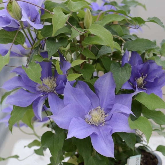 Olympia Clematis Vine Lavender Flowering Dormant Bare Root Perennial Starter Plant (1-Pack)