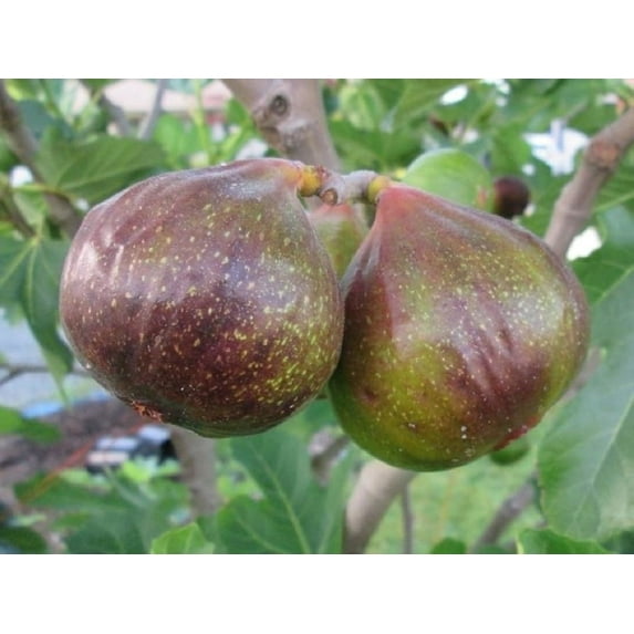 Olympian Fig ( Ficus Carica ) - Live Plant ( 1 QT ) - Full Sun - Edible Landscape
