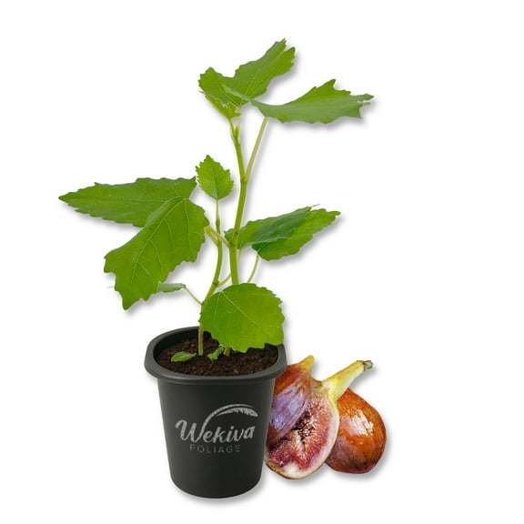 Olympian Fig Tree - 1 Live Starter Plant - Ficus Carica - Edible Fruit Tree for The Patio and Garden