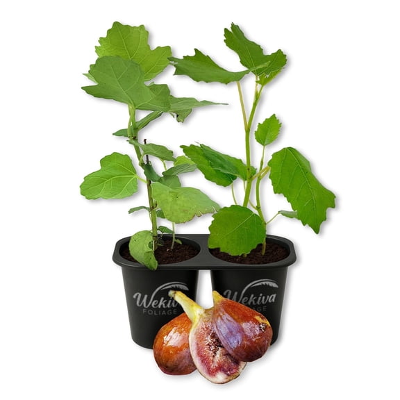 Olympian Fig Tree - 2 Live Starter Plants - Ficus Carica - Edible Fruit Tree for The Patio and Garden