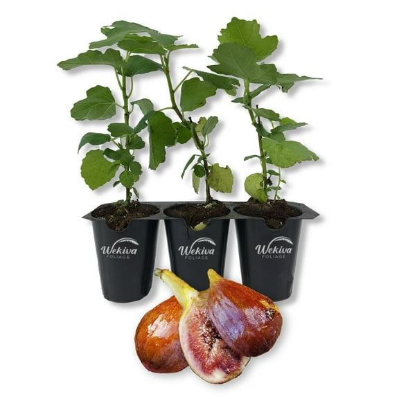 Olympian Fig Tree - 3 Live Tissue Culture Starter Plants - Ficus Carica - Edible Fruit Tree for The Patio and Garden
