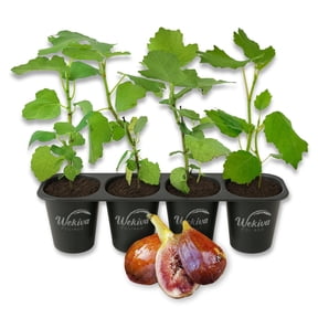 Olympian Fig Tree - 4 Live Starter Plants - Ficus Carica - Edible Fruit Tree for The Patio and Garden