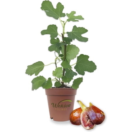 Olympian Fig Tree - Live Plant in a 2 Inch Pot - Ficus Carica - Edible Fruit Tree for The Patio and Garden
