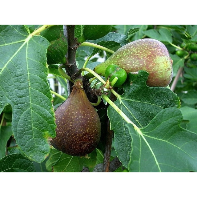 Olympian Fig Tree Super Sweet, Cold Hardy, Nutritious, Live Plant