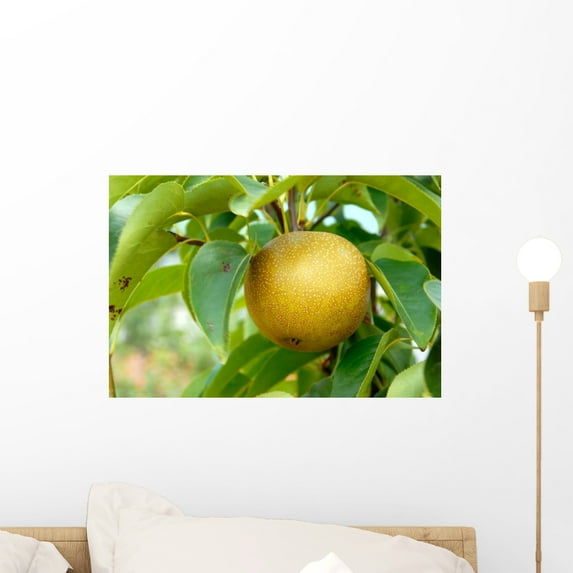 Olympic Asian Pear Tree Wall Mural by Wallmonkeys Peel and Stick Graphic (18 in W x 12 in H) WM150810