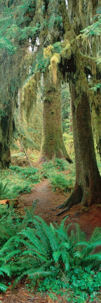 Olympic National Forest Washington Canvas Art - Panoramic Images (27 x 9)