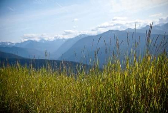 Olympic National Park Canvas Art - Amber Berninger (20 x 28)