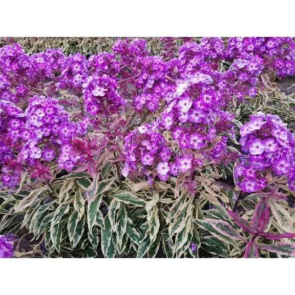 Olympus Phlox - Variegated Foliage - 4" Pot - Hardy Perennial