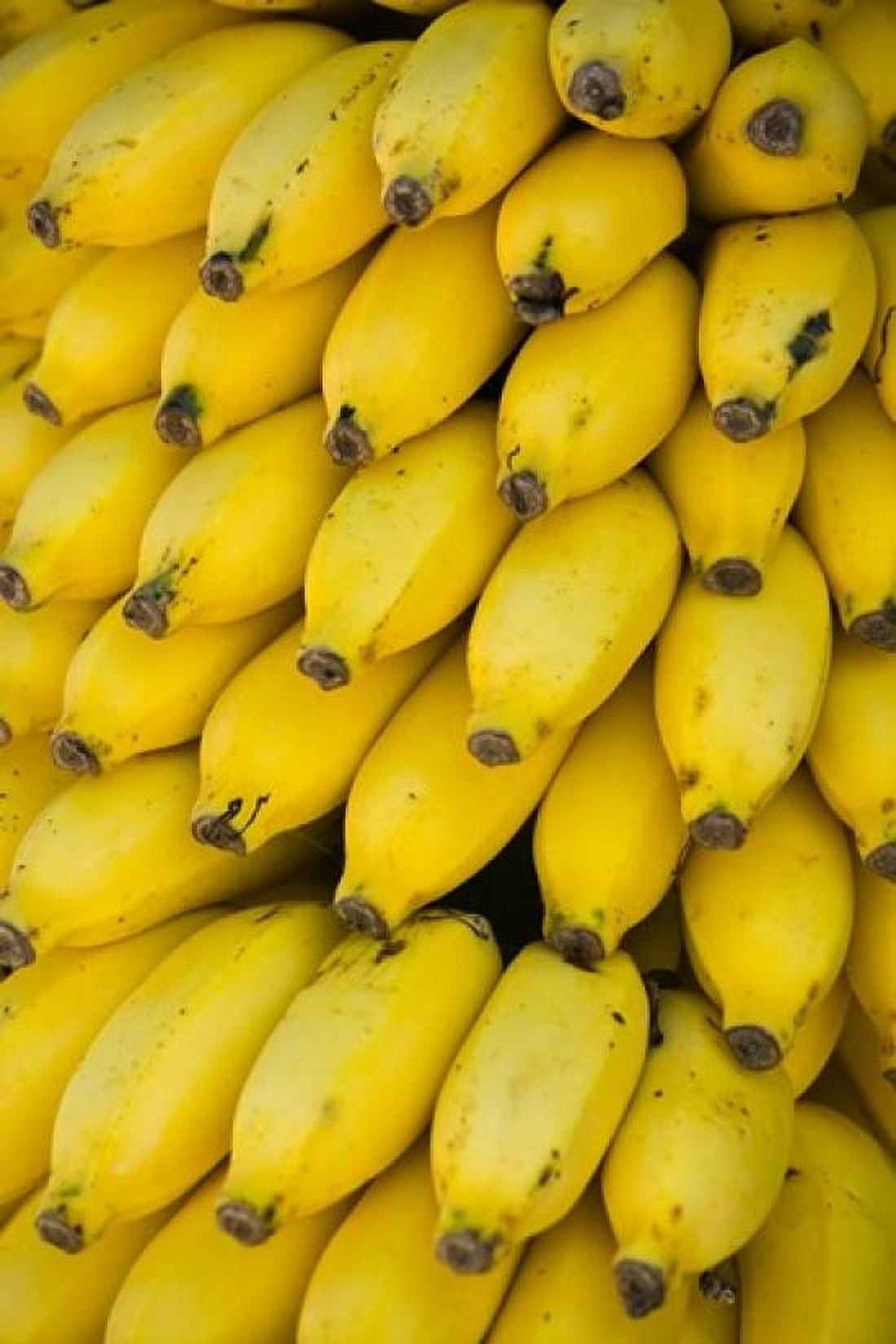Oman Dhofar Region Salalah Local bananas for Sale Canvas Art - Walter Bibikow DanitaDelimont (15 x 22)
