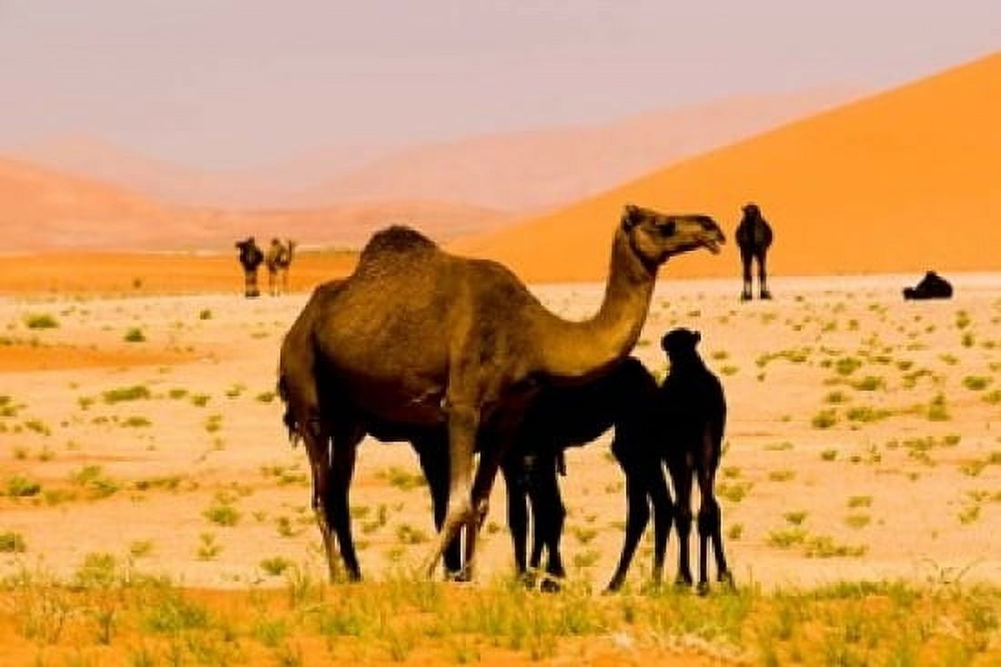 Oman Rub Al Khali desert camels mother and calves Canvas Art - Aldo Pavan DanitaDelimont (36 x 24)